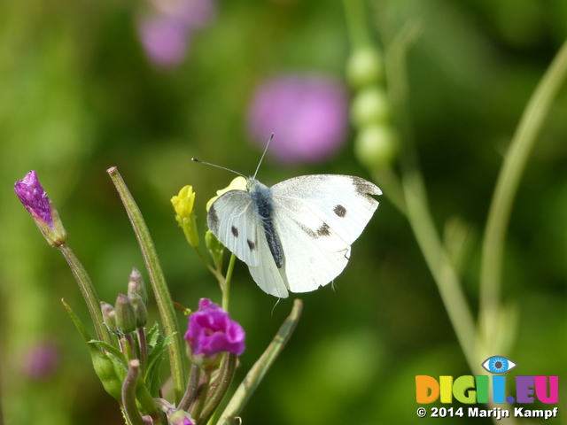 FZ006951 Small white butterfly (Pieris rapae) on flower